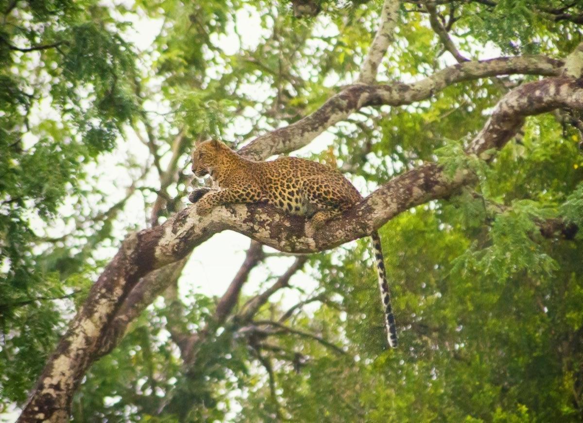 resized_Leopards-in-Yala-National-Park-leaopards-1